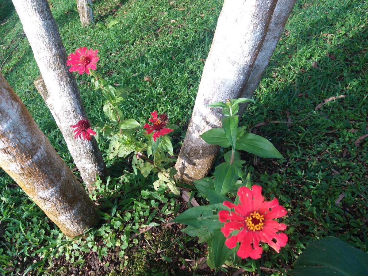 Quinta los volcanes Turrialba Exterior foto